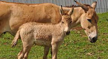 Onager Foals